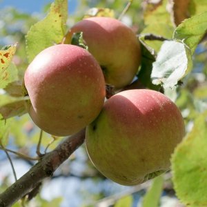 Jabloň stĺpovitá (Malus domestica) ´ARBAT´- jesenná 100-120 cm, kont. C3.5L - kvetináčová